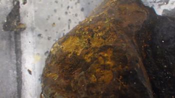 Media type: image;   Invertebrate Zoology 153104 Description: live specimen;